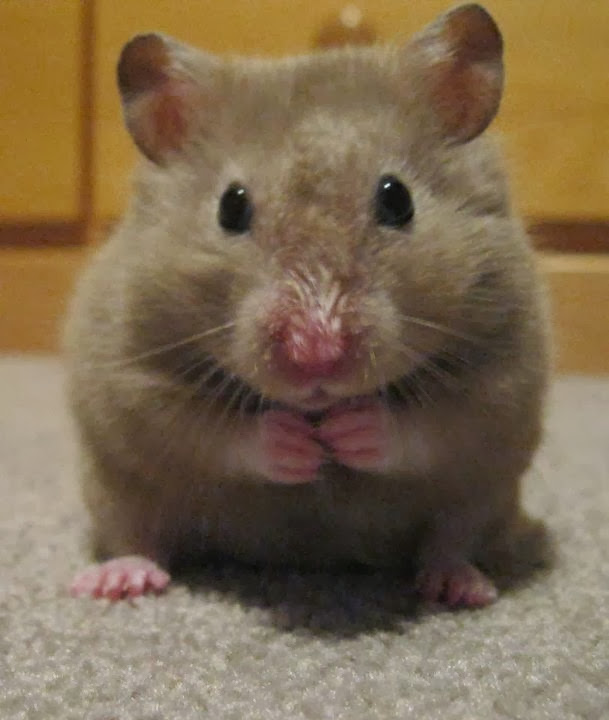 hamster looking directly at camera